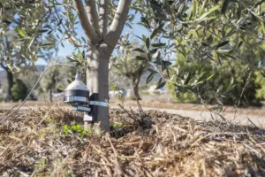 DBS Band Dendrometer for measurement of maximum daily shrinkage (MDS) and trunk growth rate (TGR)