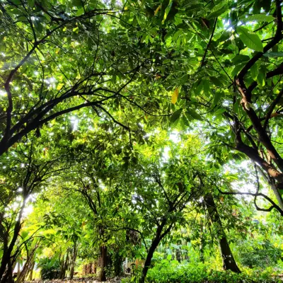 Canopy Measurement