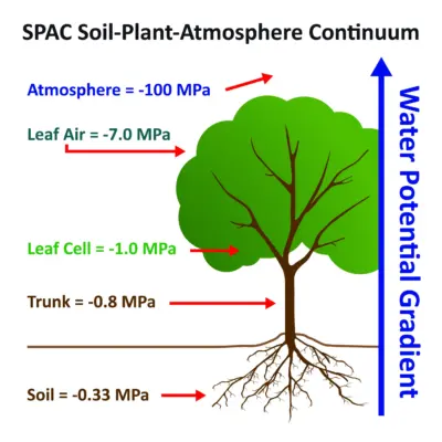 Ecophysiology