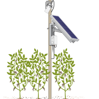 IoT measurement of canopy temperature