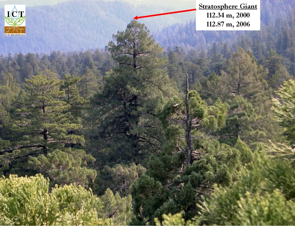 Growth of Redwood in a 6 year period