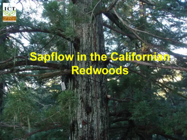 Sap flow in the Californian Redwoods Cover